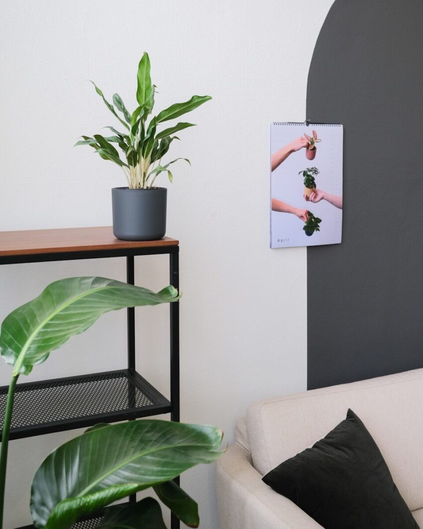 a living room with a white couch and a green plant